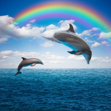 couple of jumping dolphins - 901144573