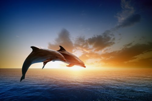 Dolphins jumping - 901144579