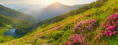 Flowers in summer mountains - 901144619