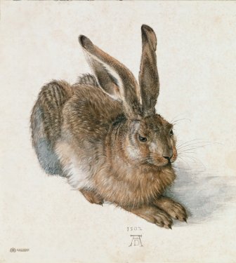 Albrecht DÃ¼rer: Young Hare