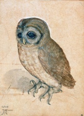Albrecht DÃ¼rer: Little Owl