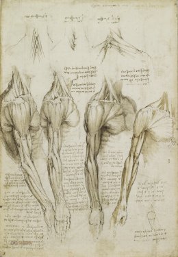 Leonardo da Vinci: The muscles of the shoulder, arm and neck