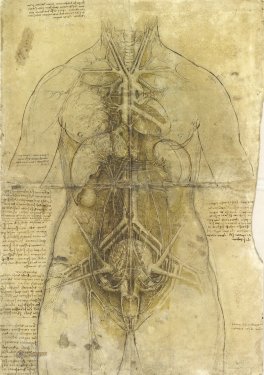 Leonardo da Vinci: The cardiovascular system and principal organs of a woman - 901144792
