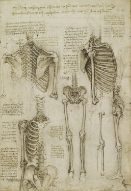 Leonardo da Vinci: The skeleton