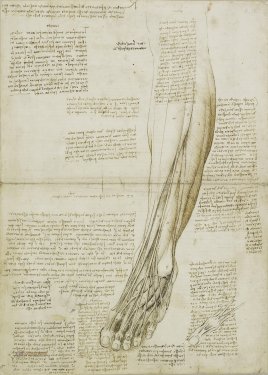 Leonardo da Vinci: The muscles and tendons of the lower leg and foot