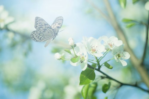 Pastel colored photo of butterfly and spring flowers - 901144934
