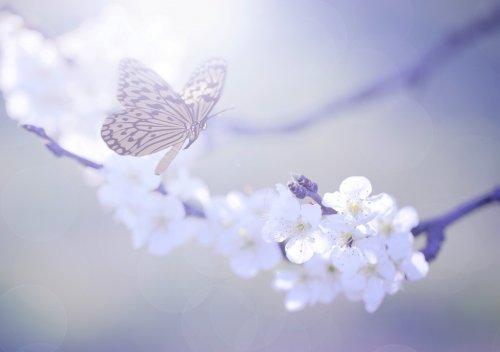 Pastel colored photo of butterfly and spring flowers