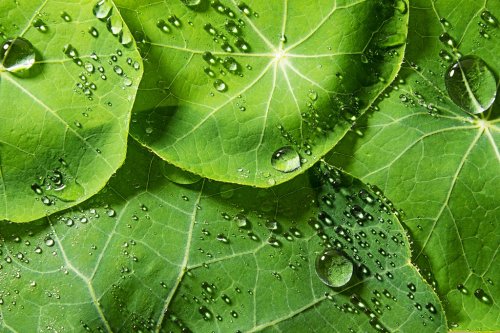 green dewy leaves - 901144961