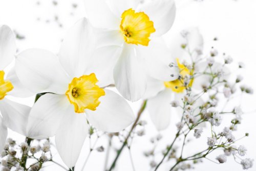 Spring floral border, beautiful fresh narcissus flowers - 901144973