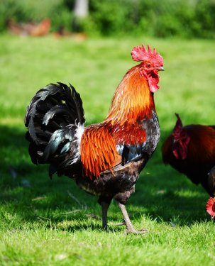 Chickens on traditional free range poultry farm - 901145044