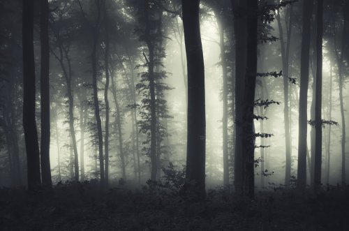 evening light in a dark misty forest - 901145064