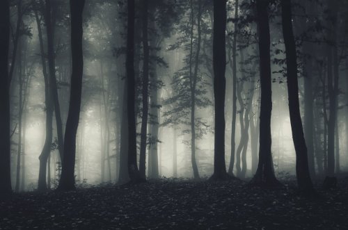 dark forest landscape at night - 901145065
