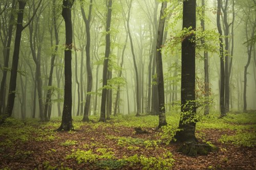 Foggy forest during spring - 901145069