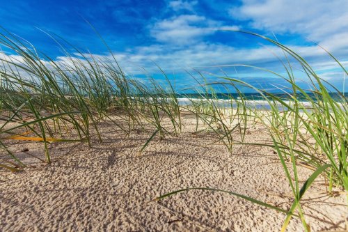 Sunny beach with sand dunes, grass and blue sky, Australia