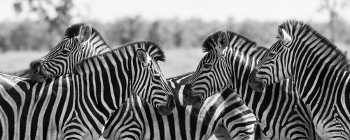 Zebra herd in black and white photo with heads together - 901145197