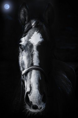 Horse Staring sinister
