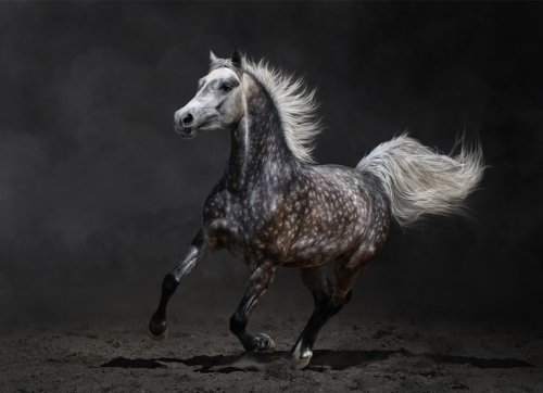 Gray arabian horse gallops on dark background - 901145202