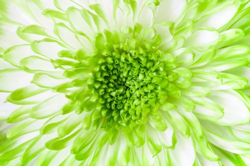  green chrysanthemums