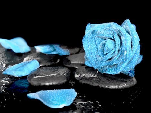 Blue rose - 901145306