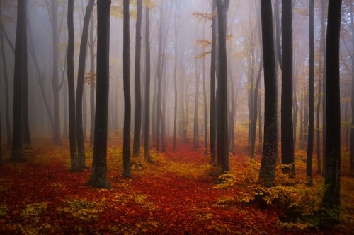 Foggy mystic forest during fall - 901145316