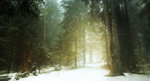 Dreamy trail into the fogy forest during winter - 901145330