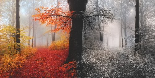 Foggy mystic forest during fall - 901145340