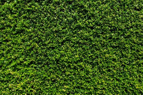 Green leaves wall background - 901145500