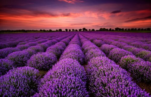 Stunning landscape with lavender field at sunset - 901145554
