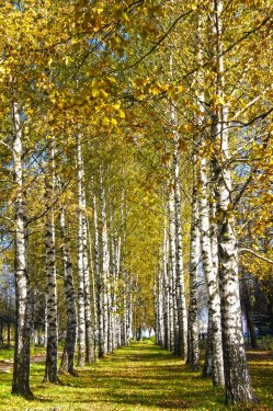 Autumn birch with yellow leaves
