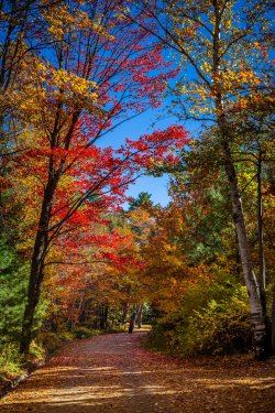View of colorful trees during Autumn season at Killarney Provincial Park Canada