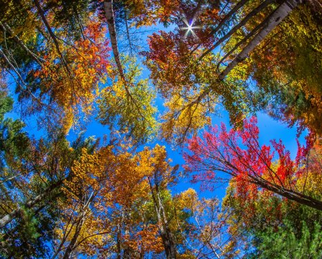 View of colorful trees during Autumn season at Killarney Provincial Park Canada - 901145665