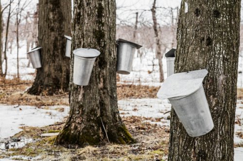 Forest of Maple Sap buckets on trees - 901145679