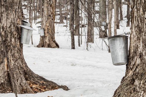 Forest of Maple Sap buckets on trees