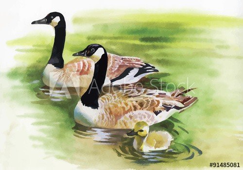 Three Ducks with black Necks.  Watercolor painting of three gray