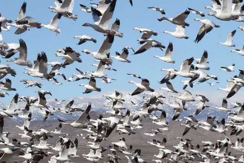 Snow Geese And Snow-covered Mountains - 901145707