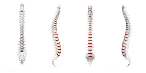 Human Spine turnaround - 901145888