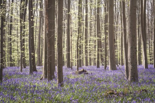 forest with bluebells