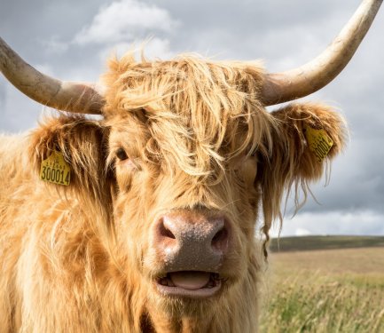 Close Up of Highland Cow - 901145996