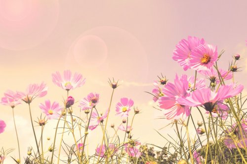 Pink cosmos flower fields, retro fancy background. - 901146043