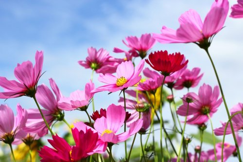 Pink Cosmos blooming  on  blue sky background - 901146056