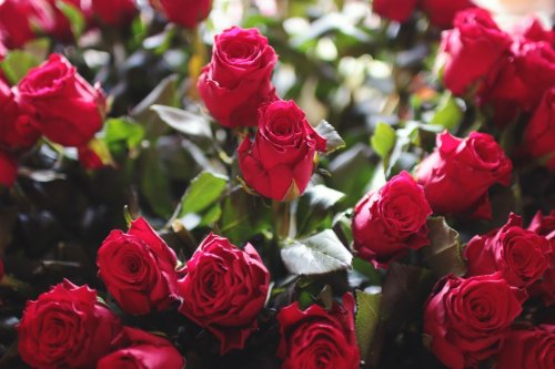 Red Love Romantic Flowers - 901146119