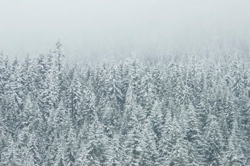 Snow Forest Trees Winter - 901146135