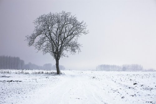 Lone tree in winter landscape