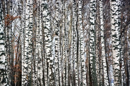 Trunks of birch trees