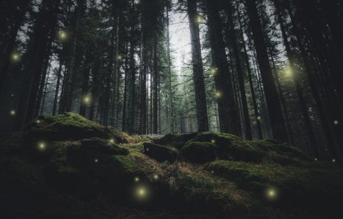 magical lights sparkling in mysterious forest at night - 901146686