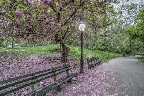  Japanese Cherry spring in Central Park - 901146819