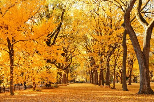 Central Park Autumn - 901146821