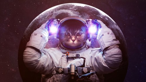 Beautiful cat in outer space. Elements of this image furnished by NASA - 901147155