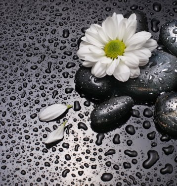 black stones and white flower - 901147192