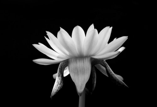 lotus isolated on black background - 901147250